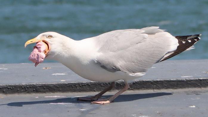 A gull perches on the seafront with a strawberry ice cream in its beak