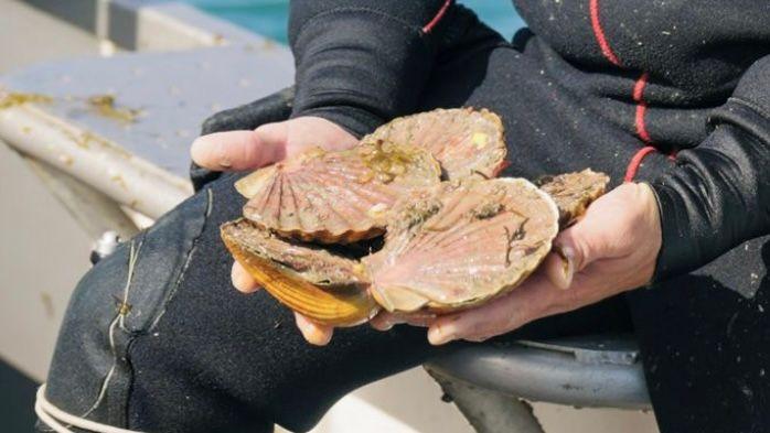 Scallops in a fisherman's hands