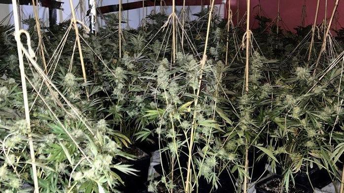 Cannabis plants seized in Sheffield raid