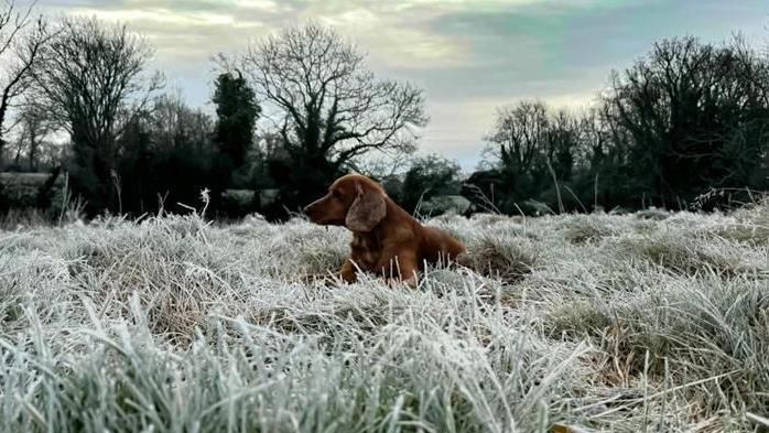 A dog sits in frosty grass