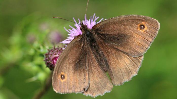 Meadow Brown butterfly feeding on a thistle flower.