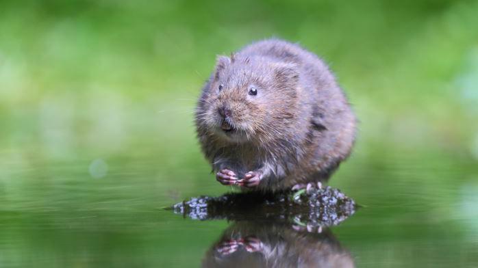 A water vole - a small brown haired semi-aquatic creature that resembles a brown rat - standing on a chunk of earth surrounded by water