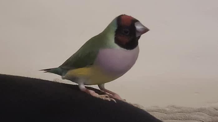 A Gouldian finch