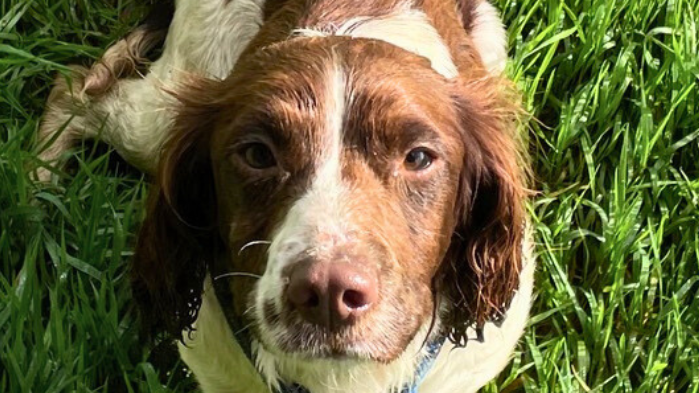 A brown and white springer spaniel dog sat on grass whilst staring up into the camera.