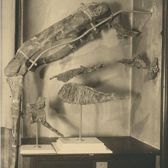 Black and white photograph of dinosaur bones taken in the early 20th century