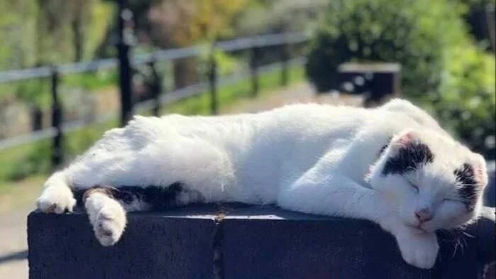 Barney the cat asleep by the bridge 