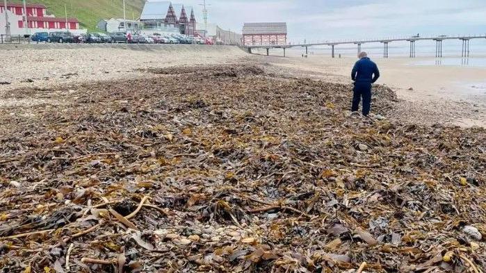 thousands of dead shellfish on a beach with a man in blue staring down at them