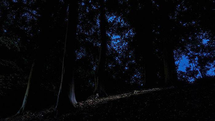 A small fox is central and stood in a dim light on a hill, surrounded by trees in a forest. The sky is a dark blue and can be seen slightly through the tree branches.