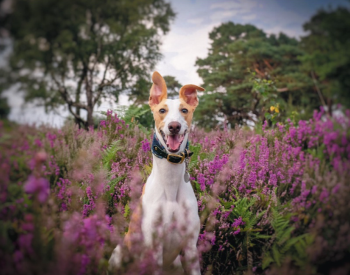 Dog-in-the-heather.