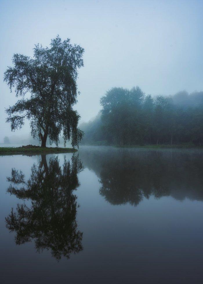 A tree with reflection on the water in Stourhead