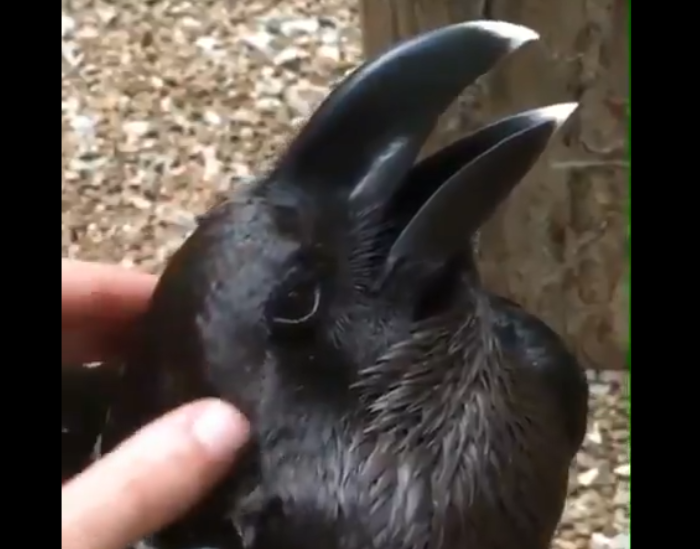 Rabbit-or-raven-optical-illusion.