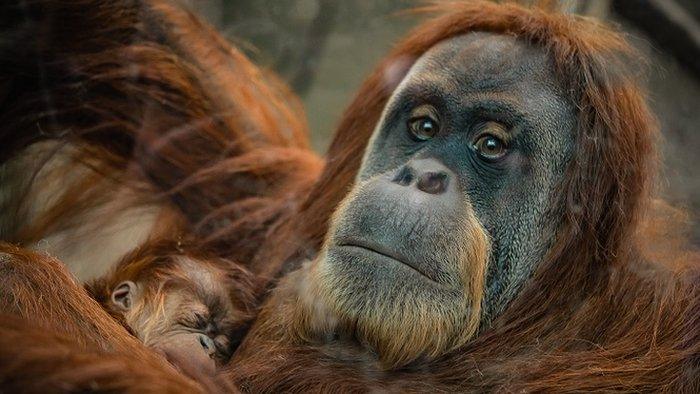 Orangutan-chester-zoo.