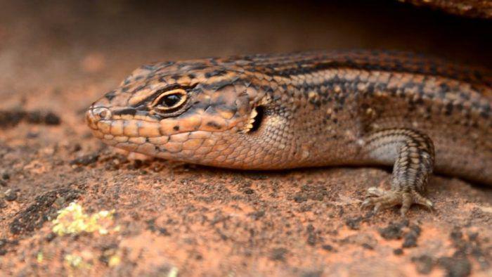 Close-up of the new lizard.