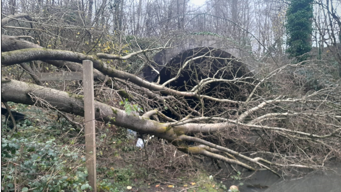 A tree on a bank next to a canal has fallen across the water, directly in front of the bridge. The branches are bare and the area is surrounded by woodland. There is a wooden post in front of the tree, where it is lying across the ground.