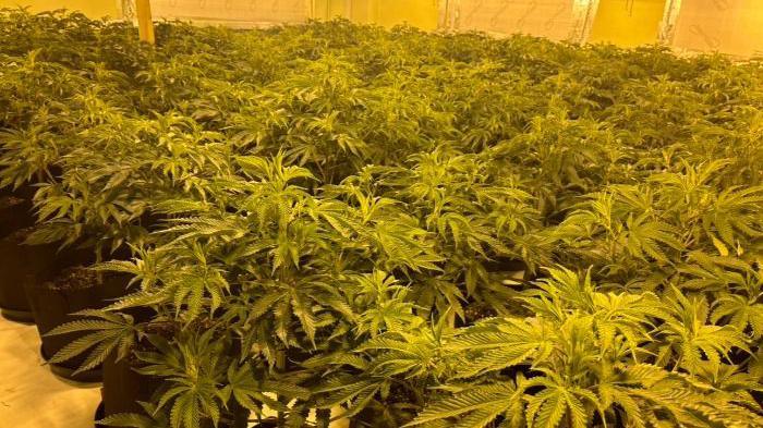 Thousands of green cannabis plants are in black pots inside an industrial unit. There is a white sheet on the floor.