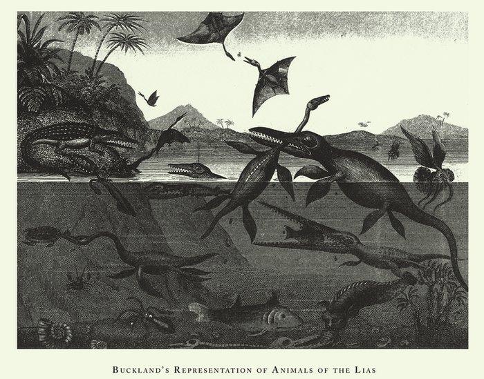 Buckland's illustration of reptiles