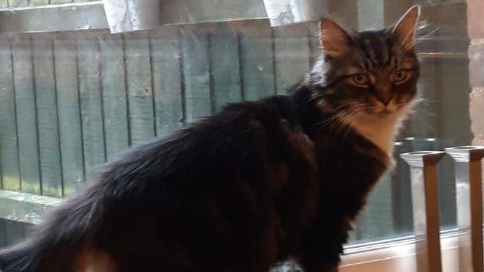 A long haired tabby cat sits on a window sill of a house, with a wooden garden fence visible behind him.