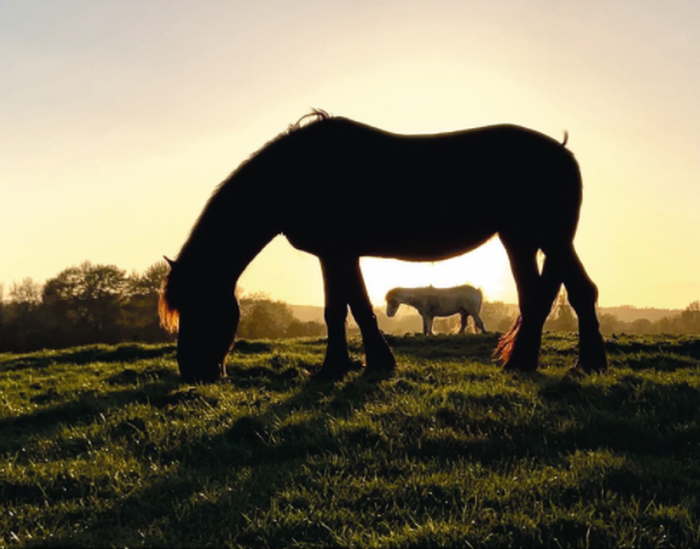 Horse in a field.