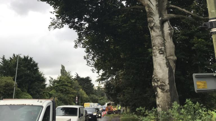 The mature beech trees in full leaf overhanging the road at Patcham Place.