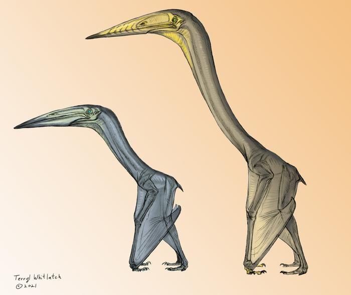 pterosaurs. 