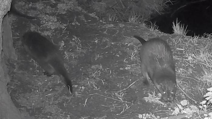 Two otters are captured on a camera roaming around a river bank in the middle of the night. It is a black and white image.