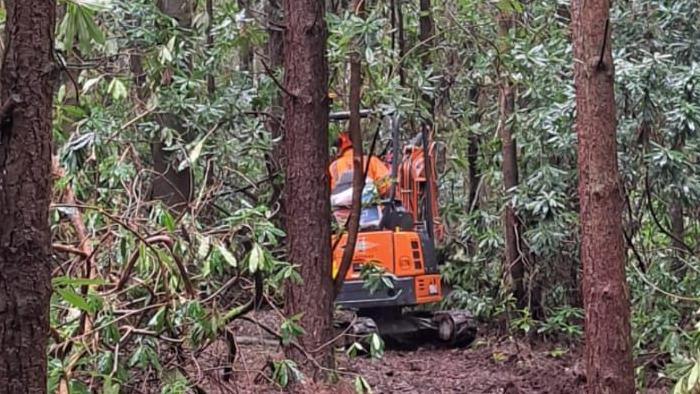 A small orange excavator on tracks surrounded by pine trees and Rhododendron