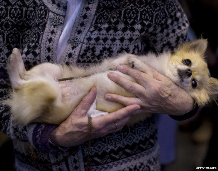 A woman with her Chihuahua during the second day of the Crufts dog show