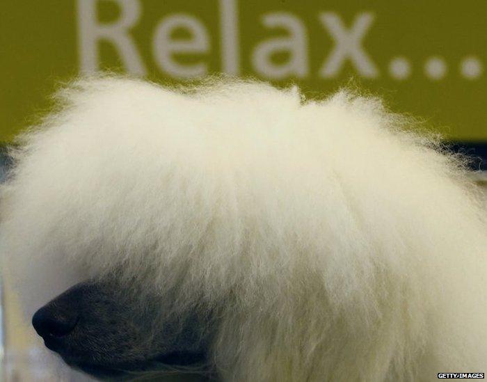 A poodle is groomed during the second day of the Crufts dog show