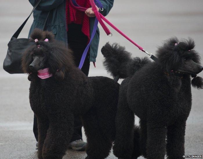 An owner arrives with her Standard poodles during the second day of the Crufts dog show in Birmingham.