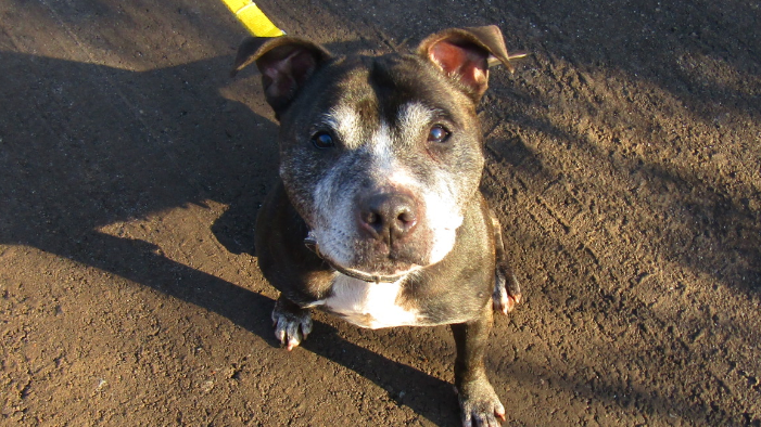 Jodie the Staffie