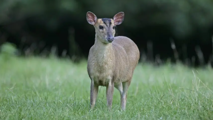 A brown muntjac deer standing in a field of long green grass