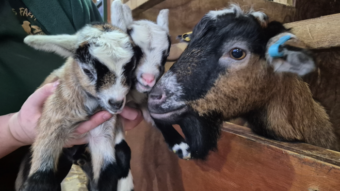 A Pygmy nanny goat with her head over the edge of her pen, nuzzling her two kids which are being held by a member of staff