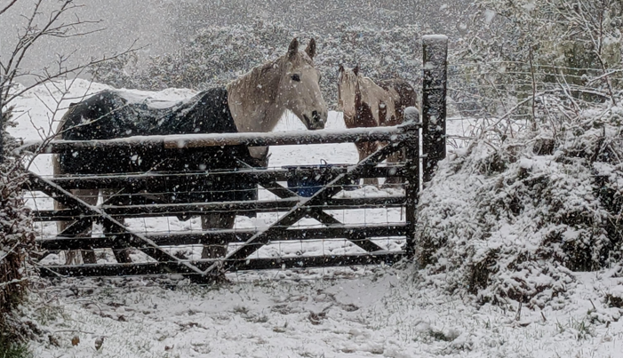 Two horses stand in a field as snow falls in Cornwall. The field is already covered in snow.