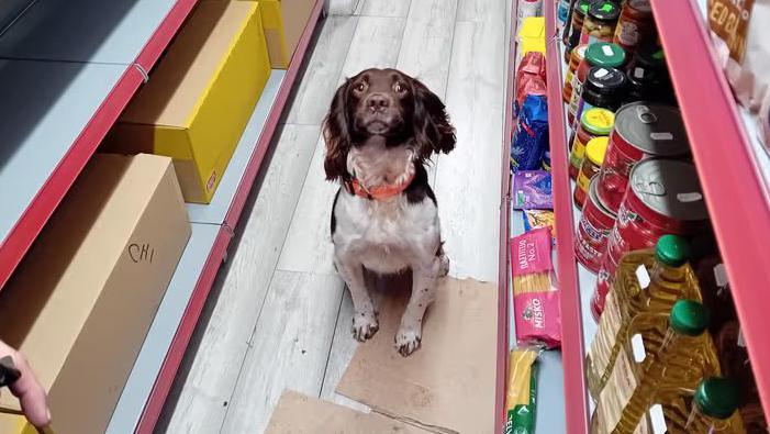 One of the detection dogs in a shop