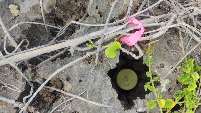 A jar of gecko eggs with E24 written on the yellow lid hidden between rocks, twigs and leafage. It is marked by a pink ribbon with E24 written on it.