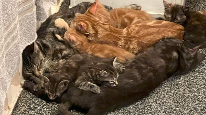 A group of cats of different colours cuddled together in a room