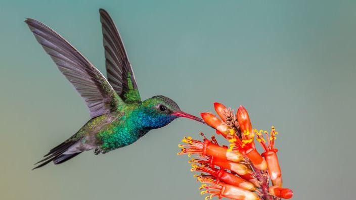 A hummingbird hovers and feeds from a flower