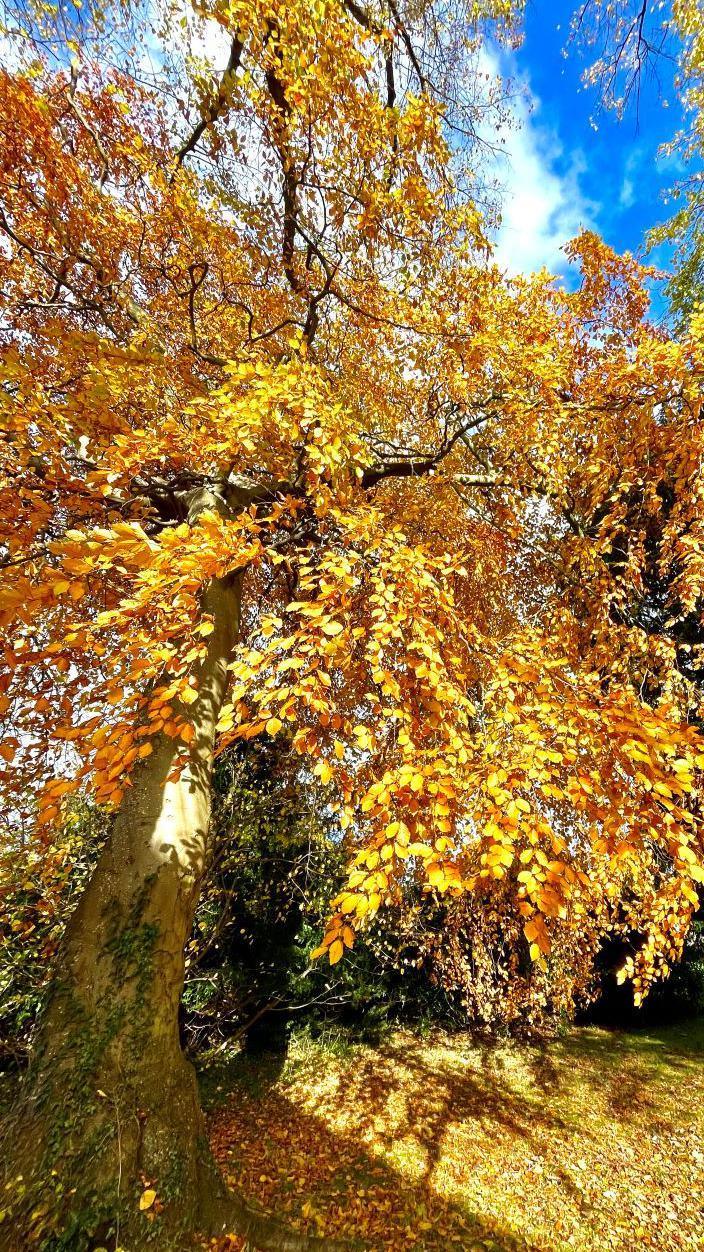 Autumn tree