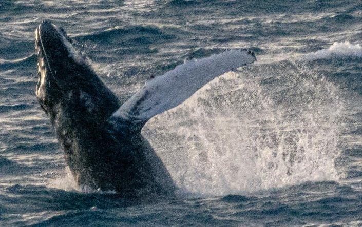 A picture of a humpback whale off the coast of Cornwall