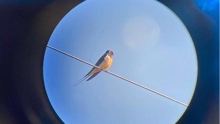 A-bird-in-a-scope