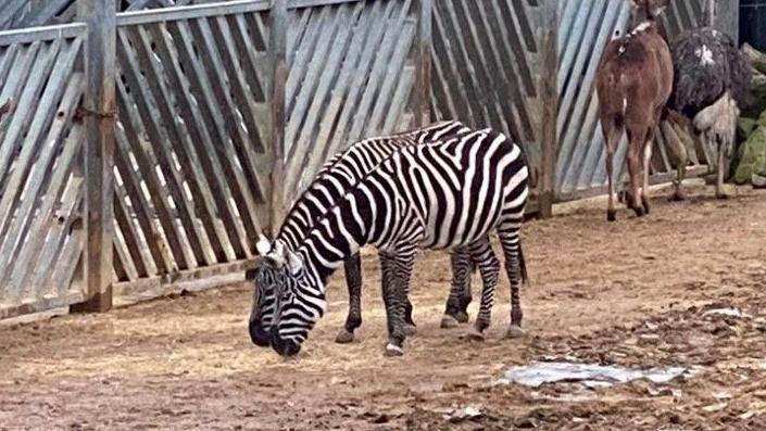 Two zebras standing in a zoo. There is a fence behind them.