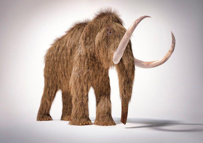 Woolly Mammoth with shaggy hair and huge tusks