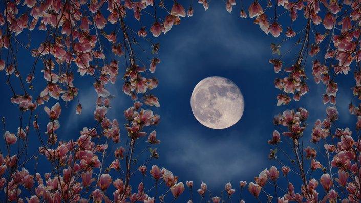 flowers-around-the-moon