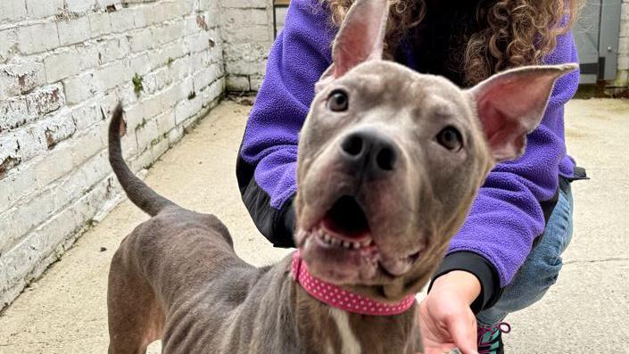 Luna looking at the camera with a pink collar on and a volunteer behind her