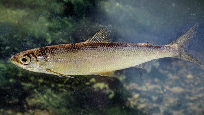 Small silvery green fish with large eyes