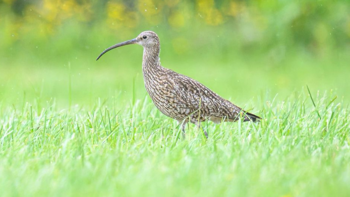 An upright bird with a long curved beak, walking on grass.