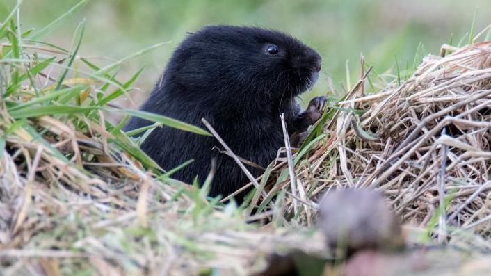 Water vole