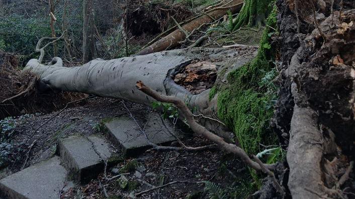 An uprooted tree lying across a set of step leading through a plantation.