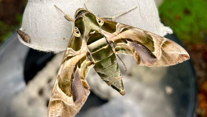 A large colourful moth sits with its wings spread, perched on an egg box. The curved patterns across its wings are in tones of greens, browns, creams, with a little purple. The wingspan is wider that the egg box's depth.