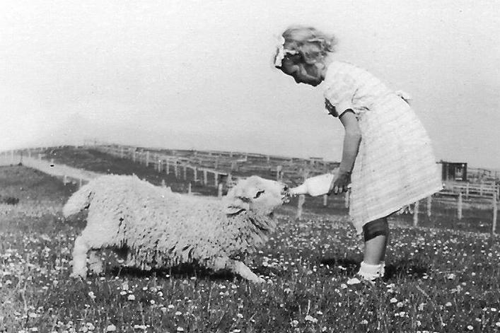 A girl feeding a lamb milk from a bottle